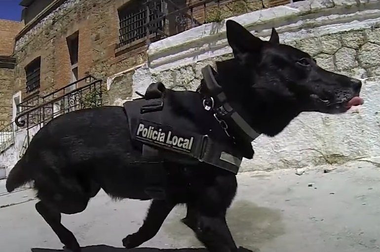 Cuerpo de la Policía Local de Málaga. Grupo K9