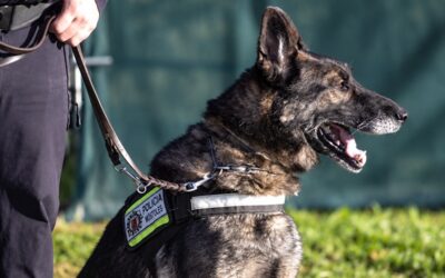 Unidad Canina de Móstoles: 30 años de capacidad policial