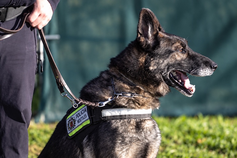 Unidad Canina de la Policía Municipal de Móstoles. Entrevista al Comisario Principal-jefe, Juan Manuel Arribas Reyes y al Comisario Pedro Canales Rosado. “Unidad Canina de Móstoles: 30 años de capacidad policial”.